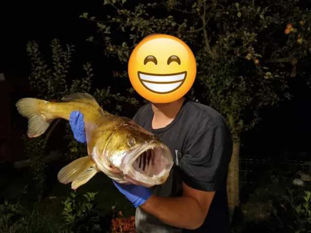 Zander