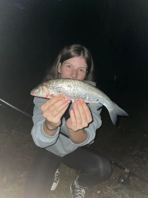 Perlfisch