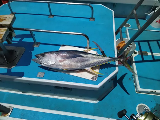 Thunfisch