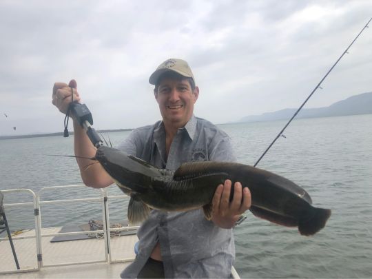 Afrikanischer Raubwels