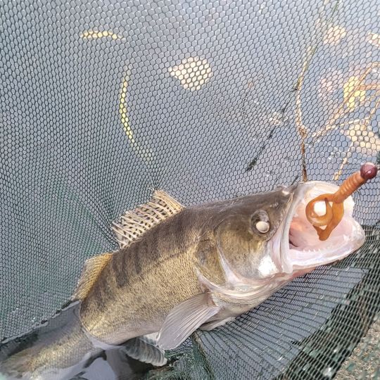 Zander