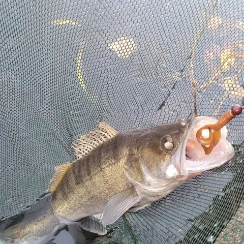 Zander