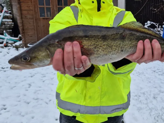 Zander