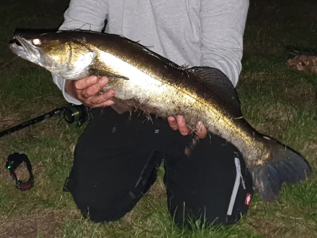 Zander
