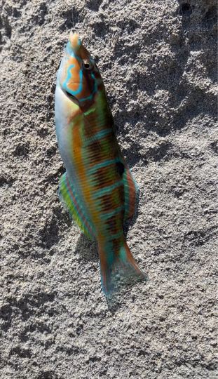 Lippfisch