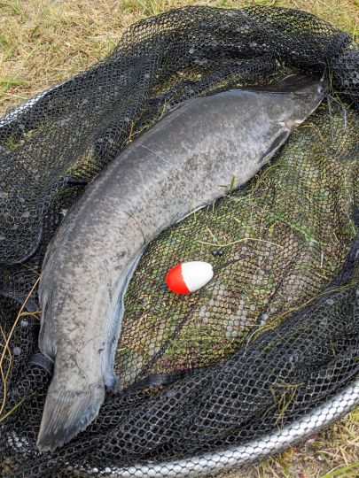 Afrikanischer Raubwels