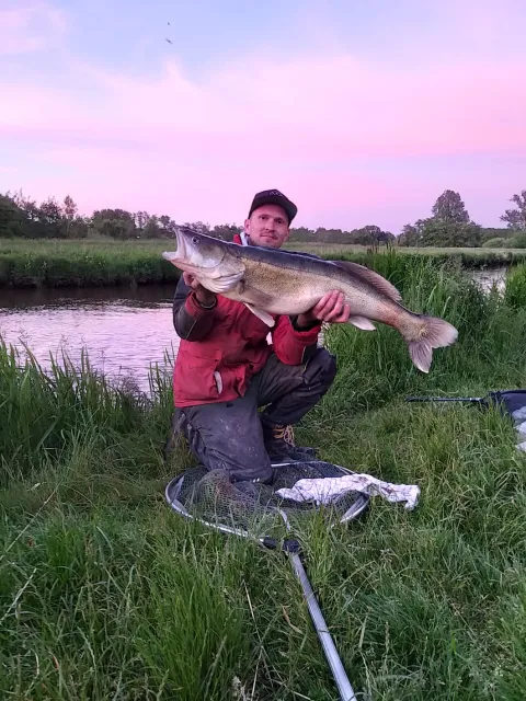 Zander