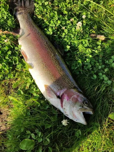 Regenbogenforelle