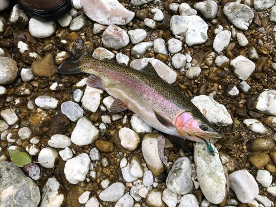 Regenbogenforelle