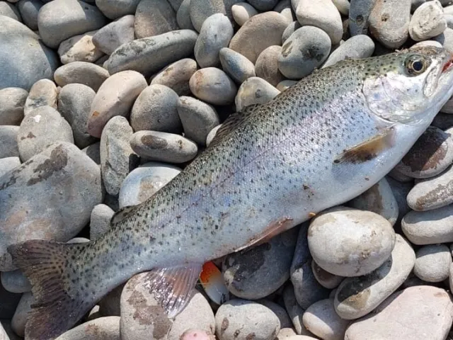 Regenbogenforelle