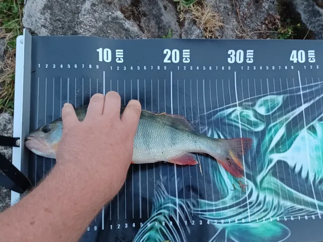 Flussbarsch