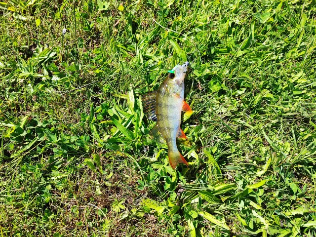Flussbarsch