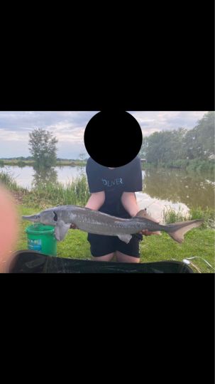 Stör