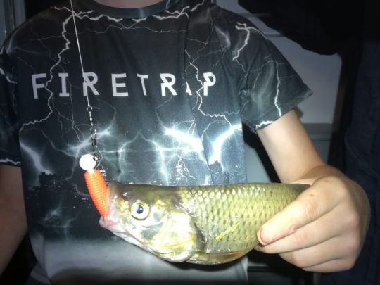 Döbel