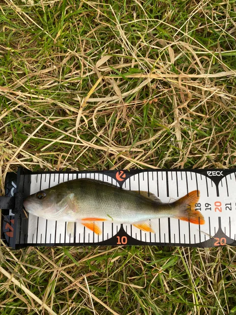 Flussbarsch