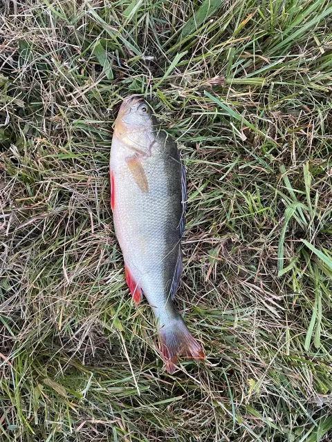 Flussbarsch