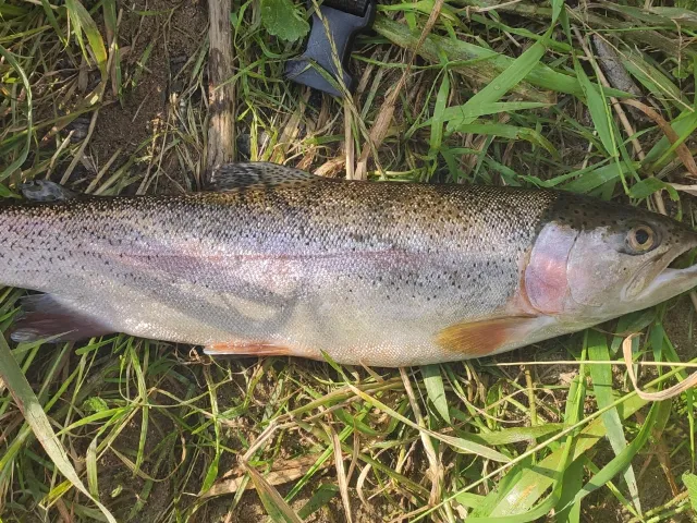 Regenbogenforelle