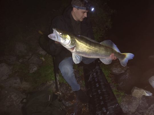Zander