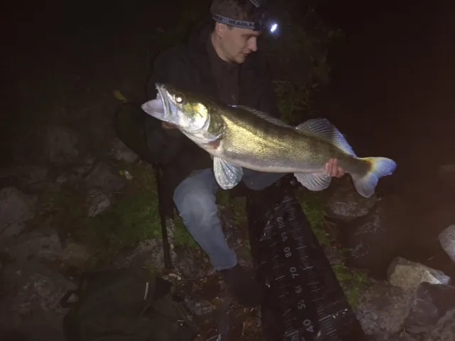 Zander