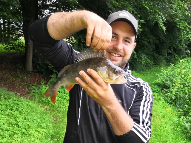 Flussbarsch