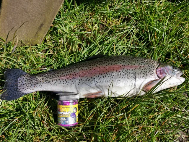 Regenbogenforelle