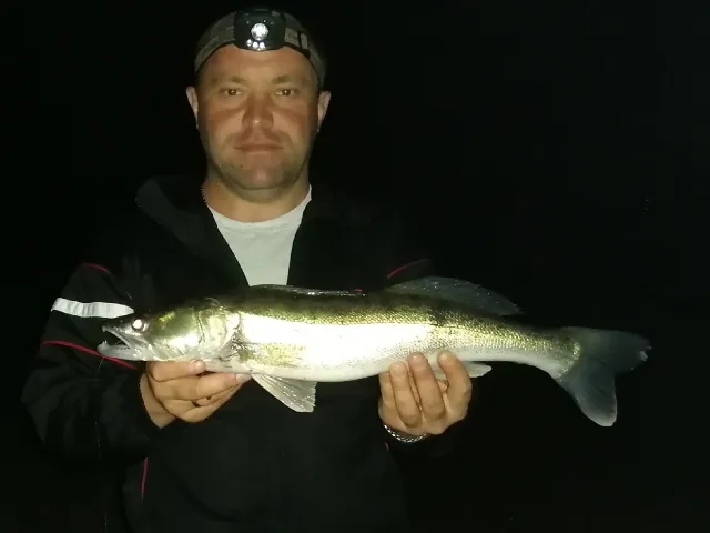 Zander