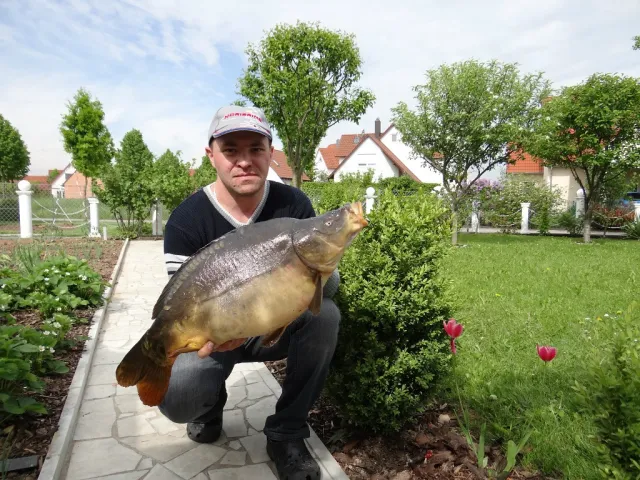 Karpfen