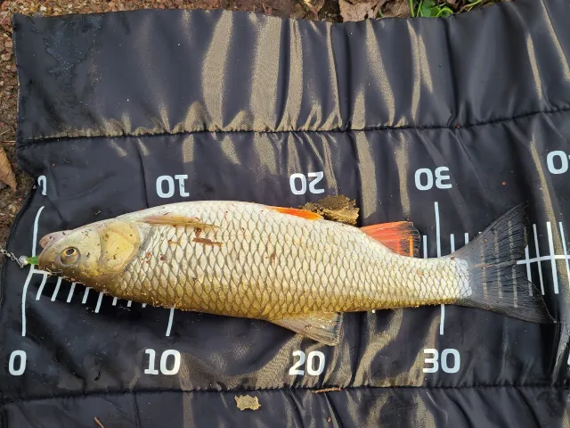 Döbel