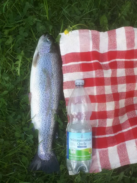 Regenbogenforelle