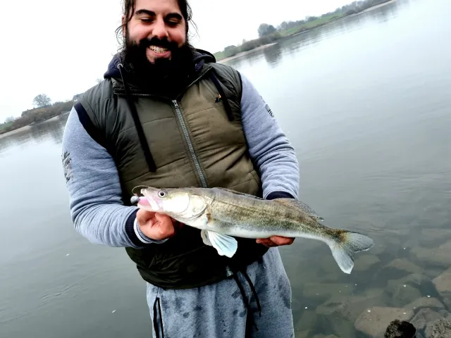 Zander