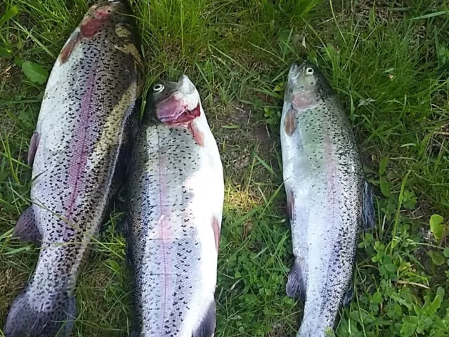 Regenbogenforelle