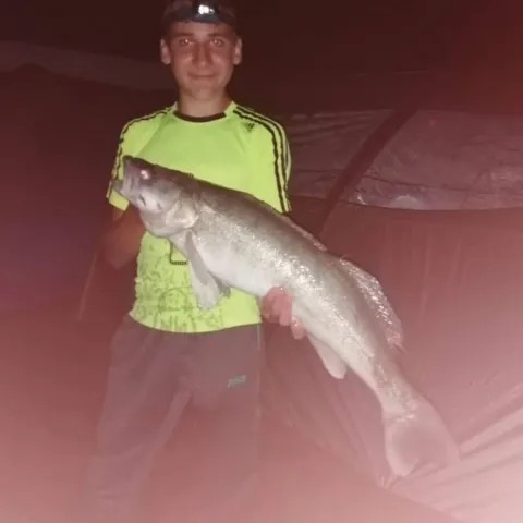 Zander
