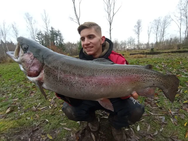 Regenbogenforelle