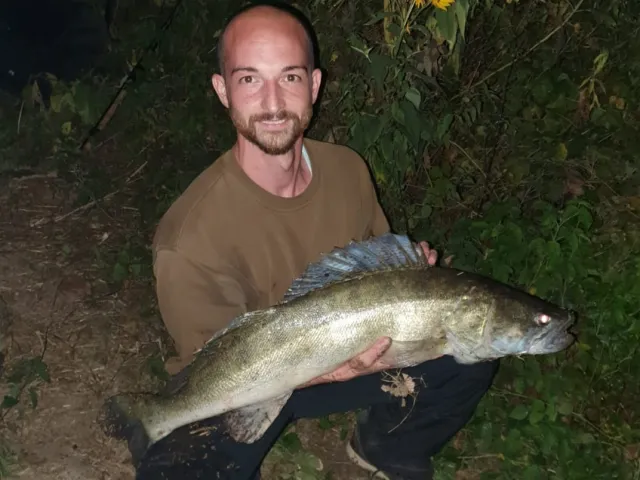 Zander