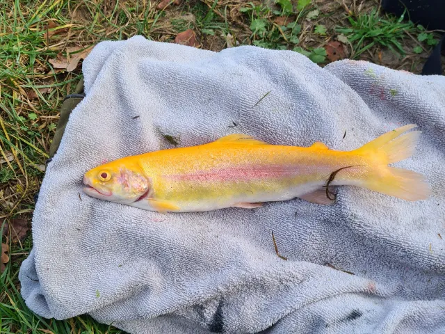 Goldforelle