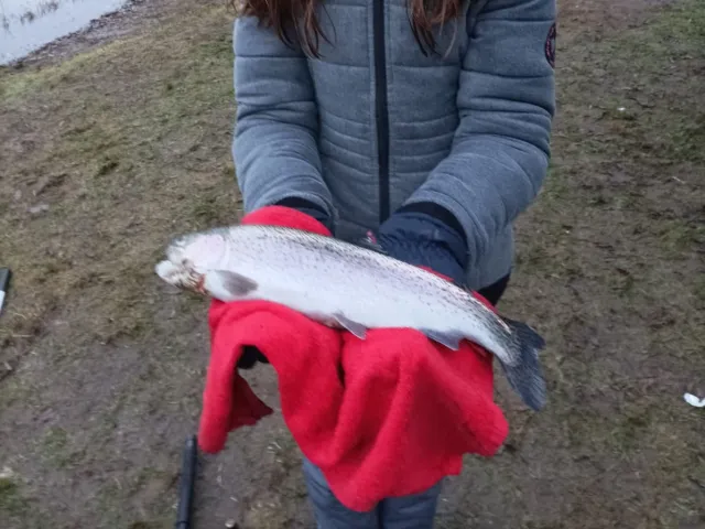 Regenbogenforelle