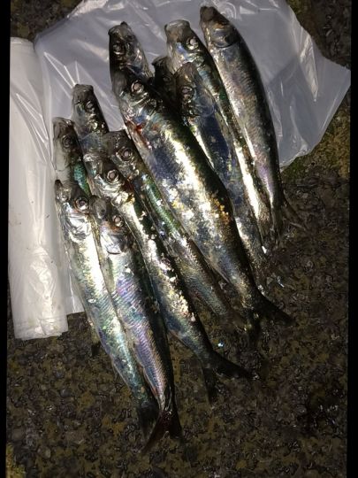 Hering
