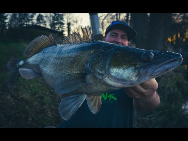 Zander
