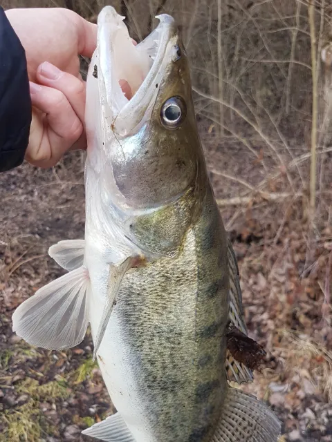 Zander
