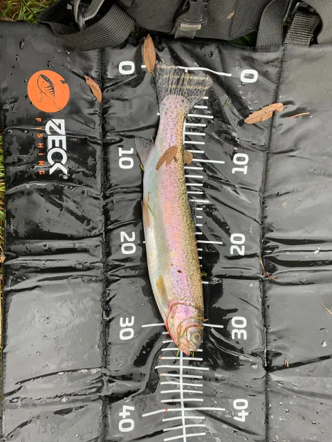 Regenbogenforelle