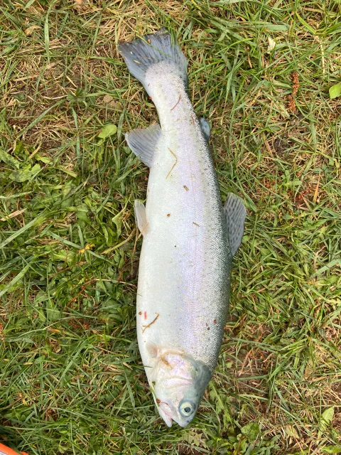 Regenbogenforelle