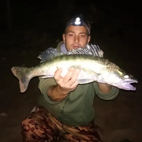 Zander