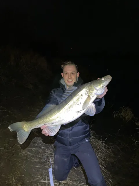 Zander