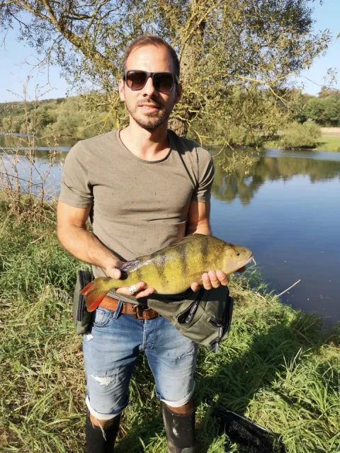 Flussbarsch