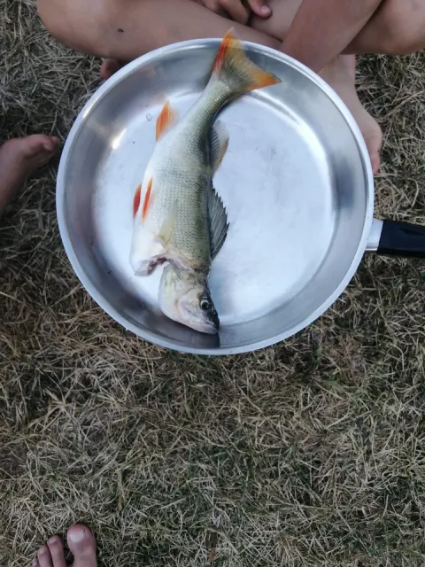 Flussbarsch