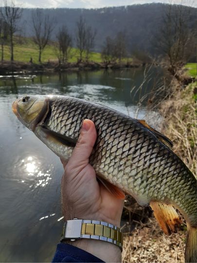 Döbel