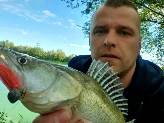 Zander