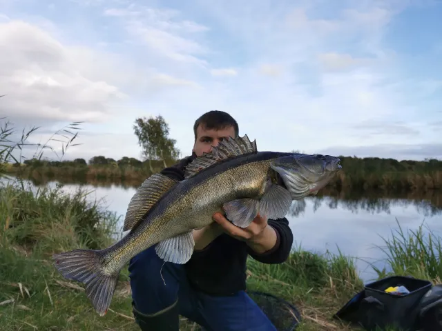 Zander