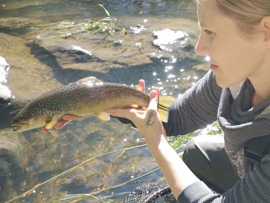 Bachforelle