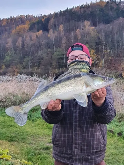 Zander